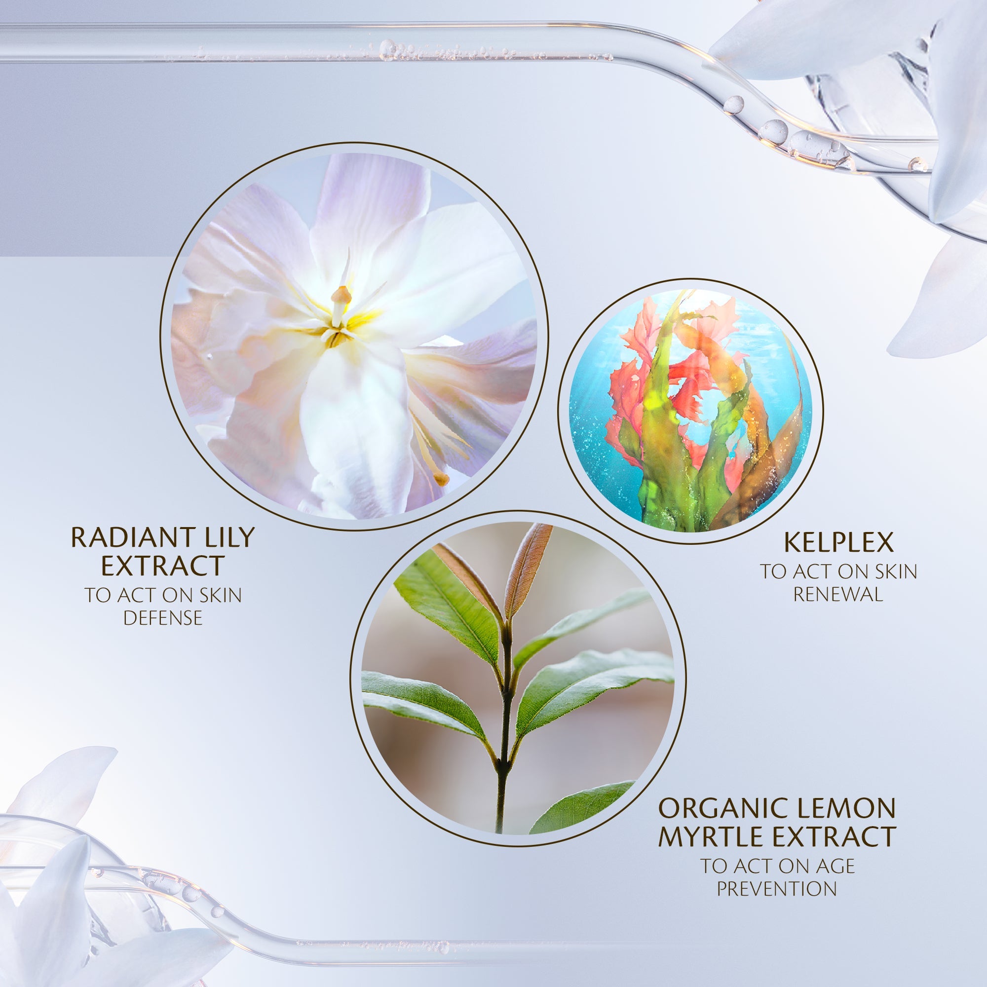 s/files/1/0911/6739/2086/files/10121488101_5.jpg?v=1772623867