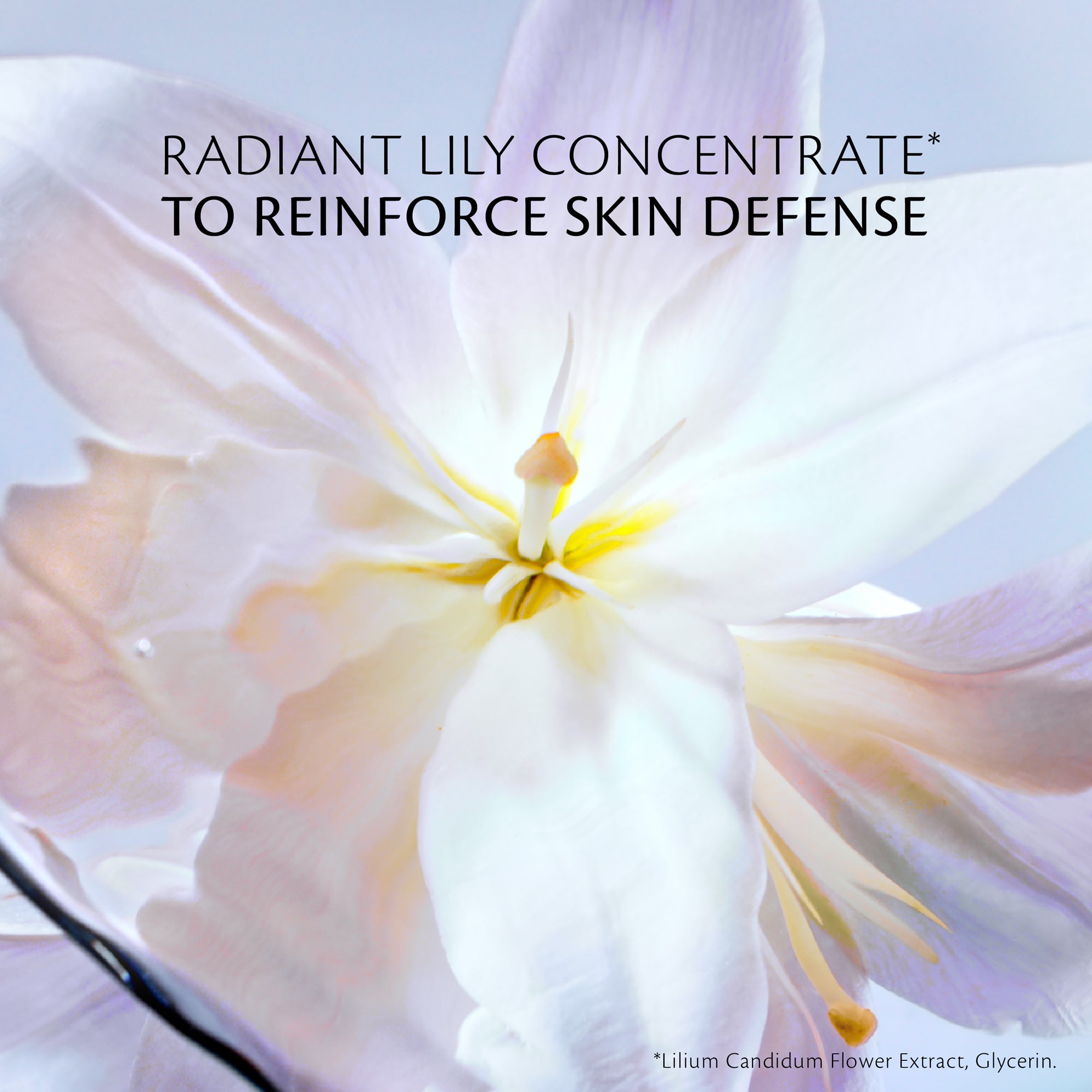 s/files/1/0911/6739/2086/files/10121488101_6.jpg?v=1772623873